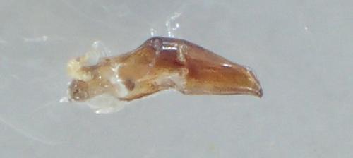 Réf. 246 317 : Agrilinus ater